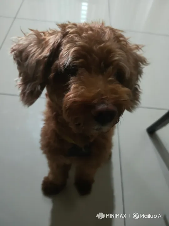Curious Brown Dog Gazes Up at Camera – AI Generated Video | Hailuo AI