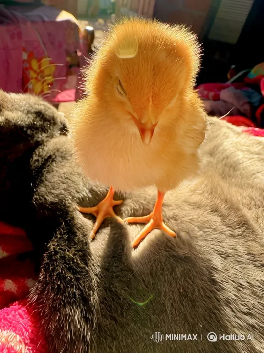Chick Attempts First Flight on Sleeping Cat – AI Generated Video | Hailuo AI