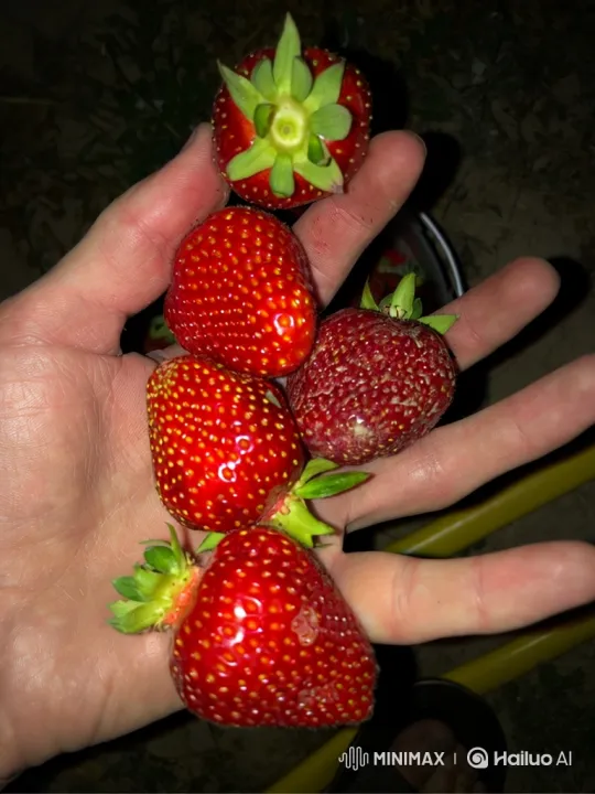 Transformation of Fresh Strawberries into Blue Delight – AI Generated Video | Hailuo AI