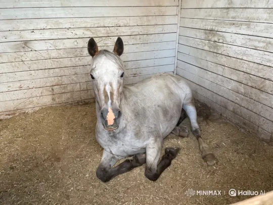 Transformation of a Horse into a Galactic Unicorn – AI Generated Video | Hailuo AI