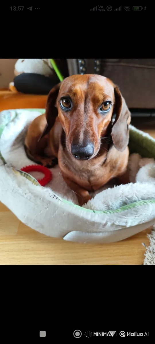 Dachshund Levitates and Flies Towards Distant Volcano – AI Generated Video | Hailuo AI