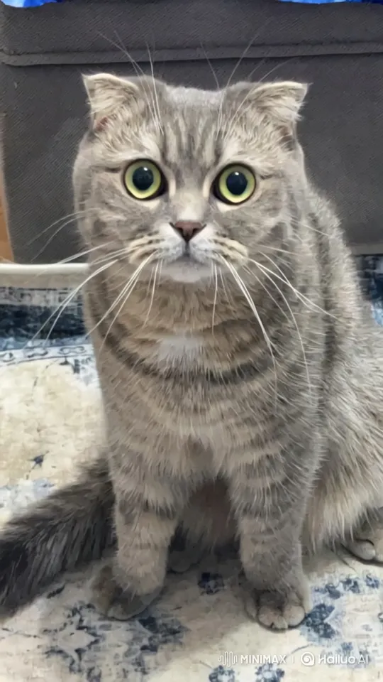 Scottish Fold Cat Evades Bear in Forest Hideaway – AI Generated Video | Hailuo AI