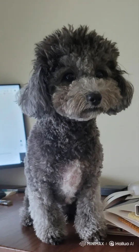 Calm and Curious Grey Poodle on Desk – AI Generated Video | Hailuo AI