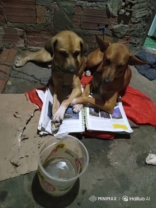 Dogs Curiously 'Read' Book on Floor – AI Generated Video | Hailuo AI