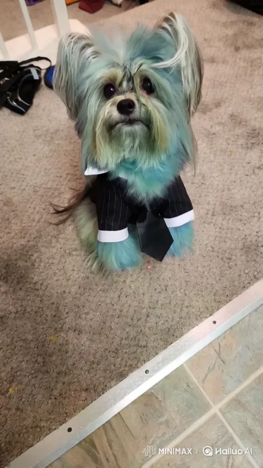 Cosmic Guardian Morkie Stands Watch in Futuristic Space Scene – AI Generated Video | Hailuo AI