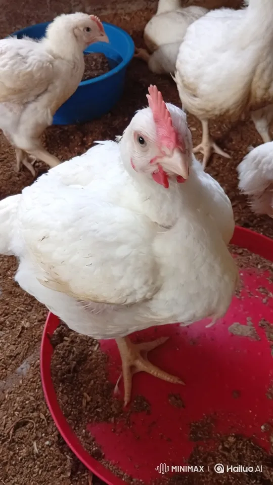 From Poultry House to Perfect Roast Chicken – AI Generated Video | Hailuo AI