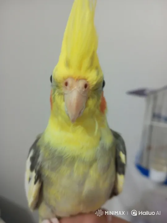 Lutino Pied Cockatiel Sings, Grows Human-like Arms – AI Generated Video | Hailuo AI