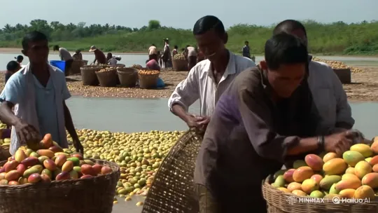Frustrated Farmers Discard Mangoes in River Due to Low Prices – AI Generated Video | Hailuo AI