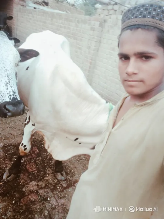 AI Transforms Photo into Animated Video of Selfie with Cow – AI Generated Video | Hailuo AI