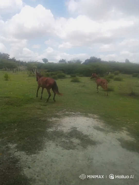 Galloping Horse in Lush Meadow with Cloudy Sky – AI Generated Video | Hailuo AI