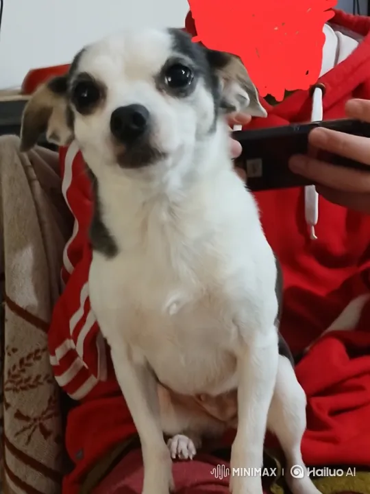 Chihuahua-Mix Dog Reacts and Barks Vigorously – AI Generated Video | Hailuo AI