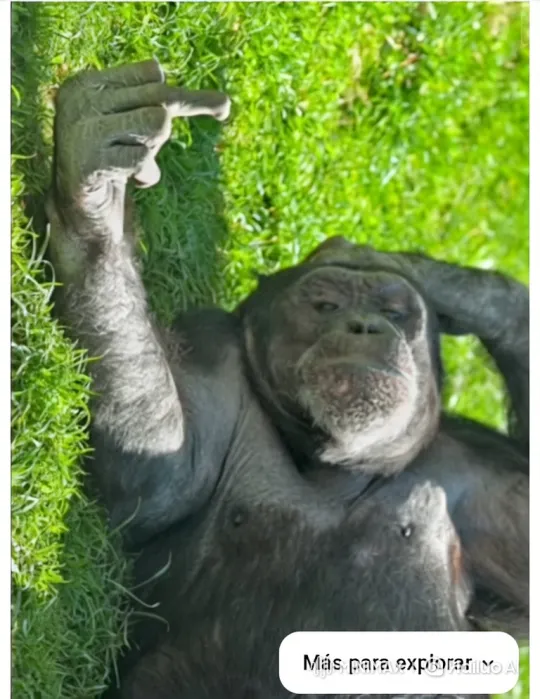 Chimpanzee Relaxing in Sunlit Grass – AI Generated Video | Hailuo AI