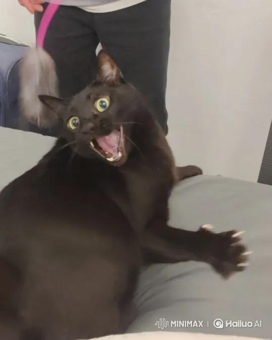 Playful Black Cat's Joyful and Chaotic Frolic – AI Generated Video | Hailuo AI