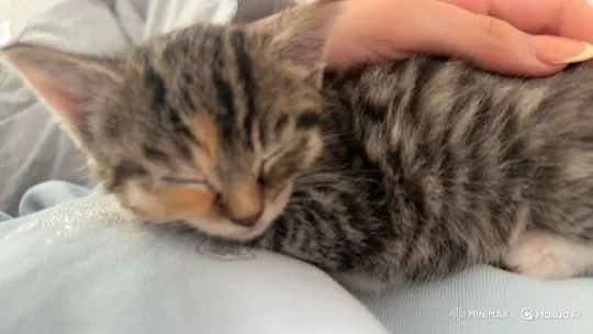 Sleepy Kitten Wakes Up on a Person's Lap – AI Generated Video | Hailuo AI