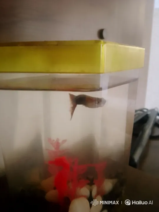 Fish Grows Too Big for Tank, Is Captured by Police – AI Generated Video | Hailuo AI