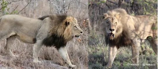Title: "Lions Engage in Fierce Standoff and Violent Clash" – AI Generated Video | Hailuo AI