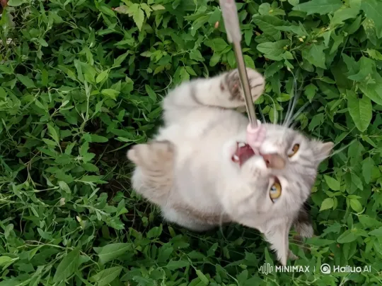 Playful Tabby Cat in Green Grass Field – AI Generated Video | Hailuo AI