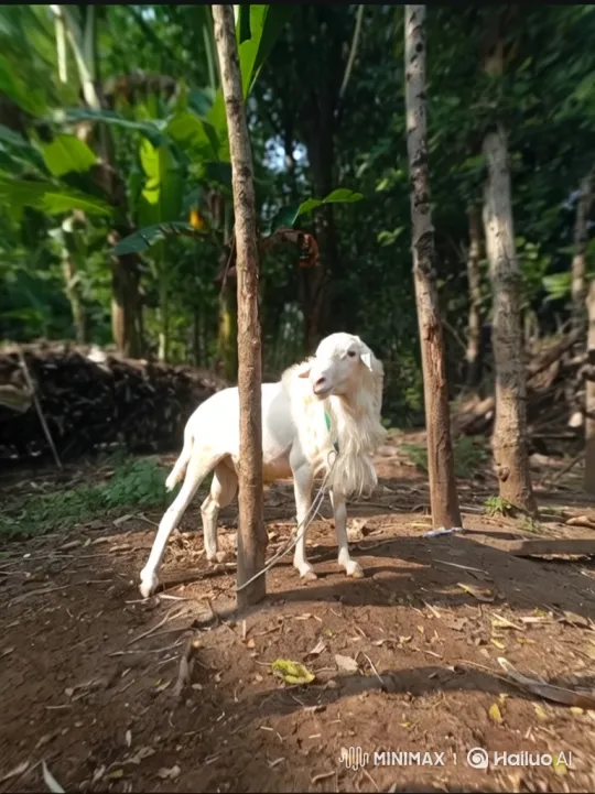 From Mountain Goat to Cosmic Earth Panorama – AI Generated Video | Hailuo AI
