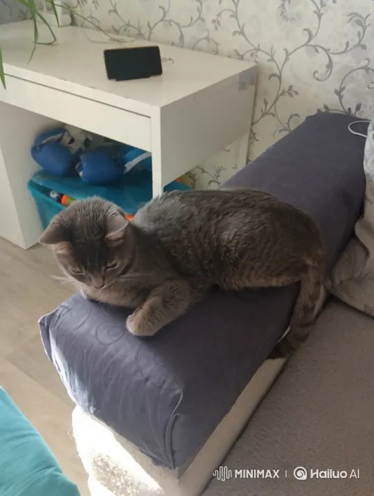 Tabby Cat Cooks Pasta with Dexterity in Sunlit Home – AI Generated Video | Hailuo AI