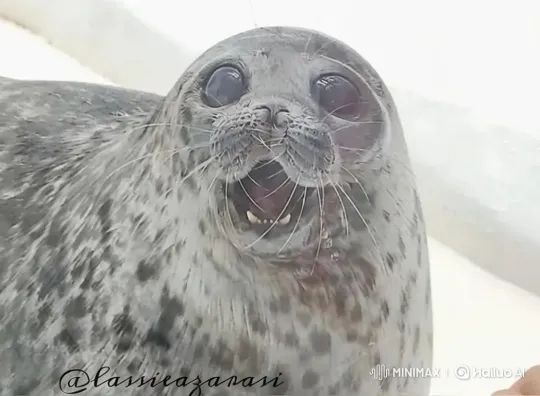 Harbor Seal in Distorted Digital Transition to Yellow-Walled Room – AI Generated Video | Hailuo AI