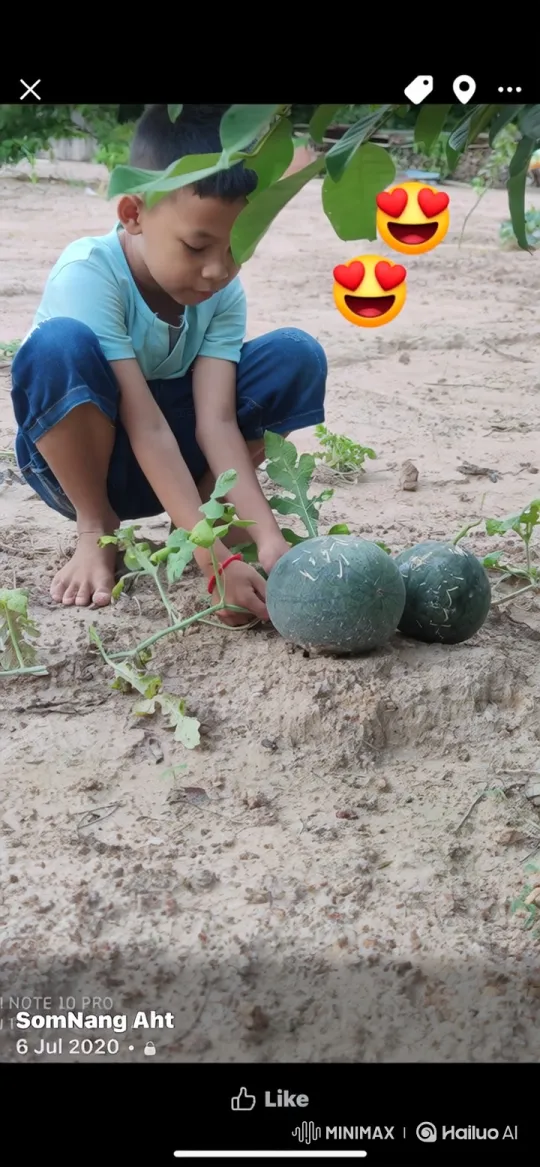 Boy Inspects, Stands, and Runs Through Watermelon Field – AI Generated Video | Hailuo AI