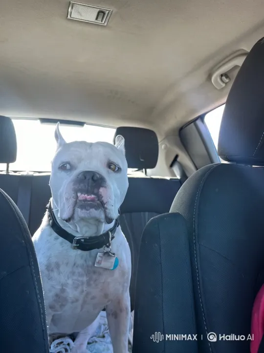 Transformation: Dog to Humanoid Creature in Car – AI Generated Video | Hailuo AI