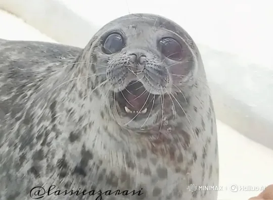 Close-up of a Delighted Harbor Seal – AI Generated Video | Hailuo AI