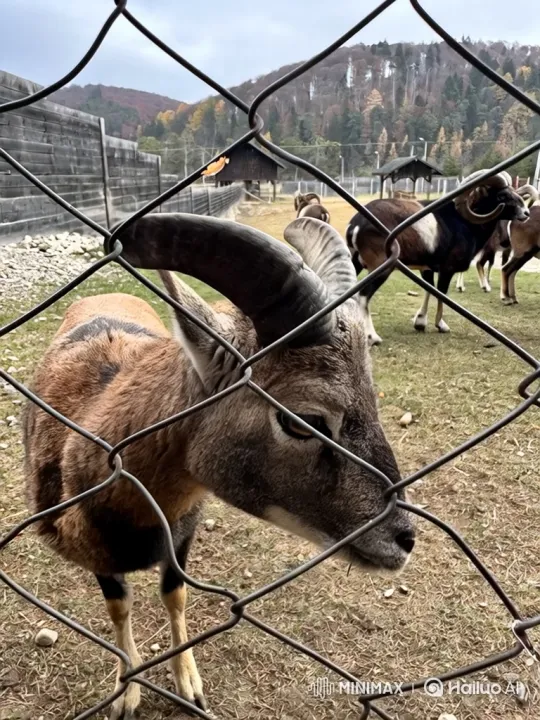 Mouflon Turns to Camera, Examines It with Curiosity – AI Generated Video | Hailuo AI