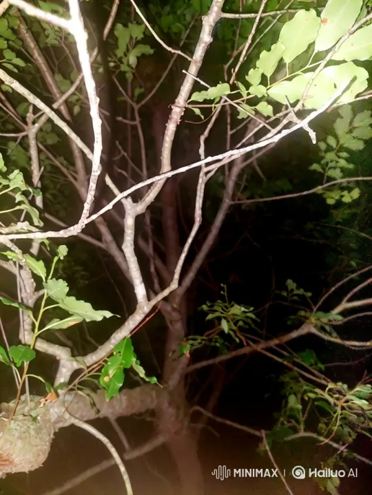 Disturbing Encounter with a Creepy Creature in a Dark Forest – AI Generated Video | Hailuo AI