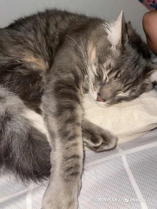 Sleepy Cat Ignores Owner and Toys – AI Generated Video | Hailuo AI