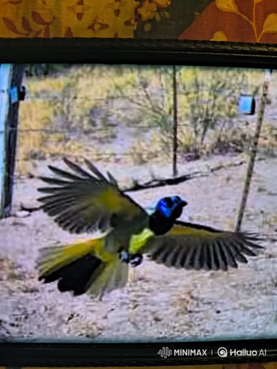 Vibrant Bird in Flight Over Arid Landscape – AI Generated Video | Hailuo AI