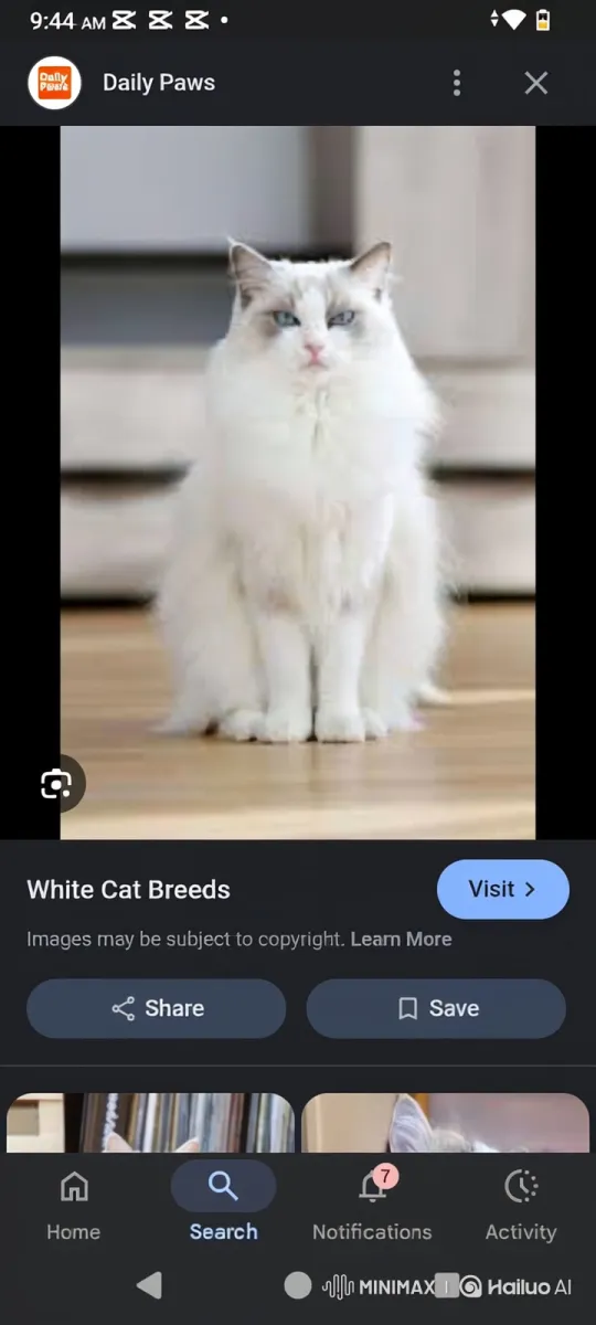 Fluffy Cat Flees from Wolves in Terrifying Chase – AI Generated Video | Hailuo AI