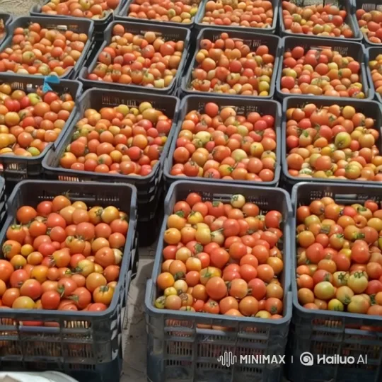 Successful Tomato Harvest and Cultivation in a Greenhouse – AI Generated Video | Hailuo AI