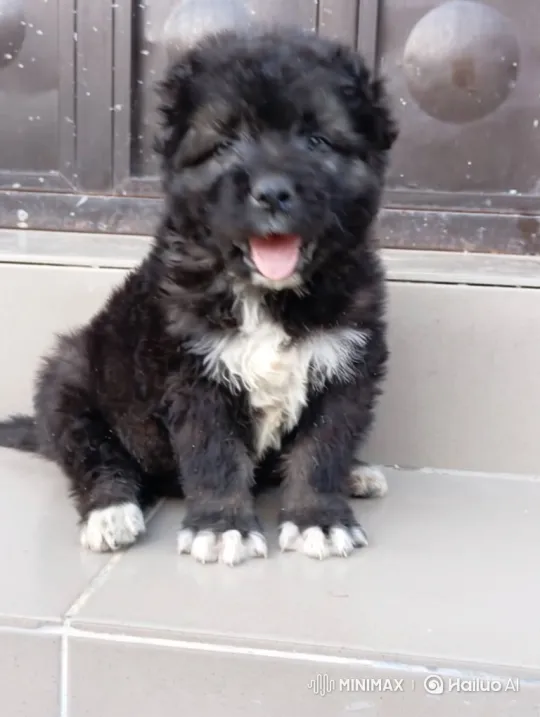 Cute Black Puppy Shows Joy on Steps – AI Generated Video | Hailuo AI