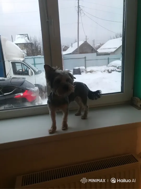 Yorkshire Terrier Battles Helicopter with Machine Gun – AI Generated Video | Hailuo AI