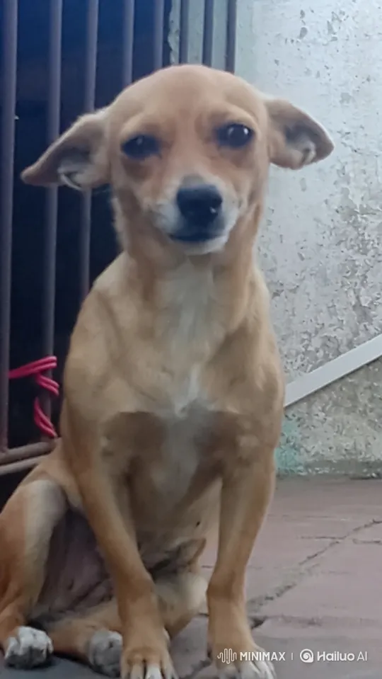 Dog Perks Up and Does a Cool Dance on Hind Legs – AI Generated Video | Hailuo AI