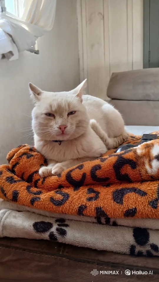 Curious Cat Joins Colorful Festa dos Gatos Gathering – AI Generated Video | Hailuo AI