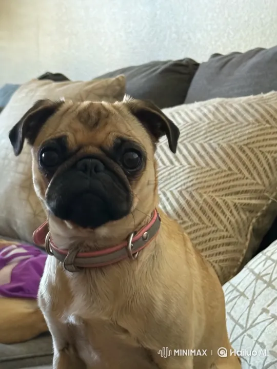 Pug Enjoys Swimming in a Pool of Milk Tea – AI Generated Video | Hailuo AI