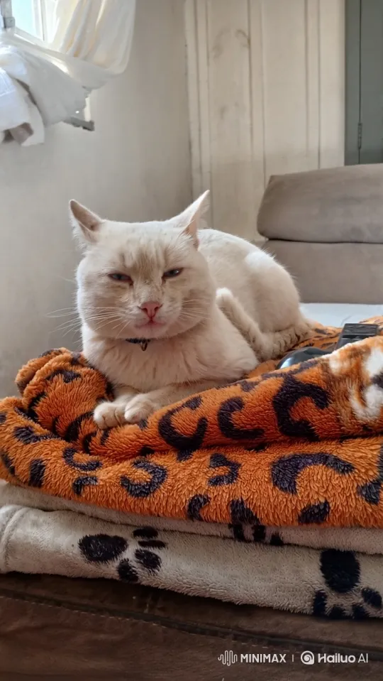 Cat Dirties Clean Bed with Playful Movements – AI Generated Video | Hailuo AI