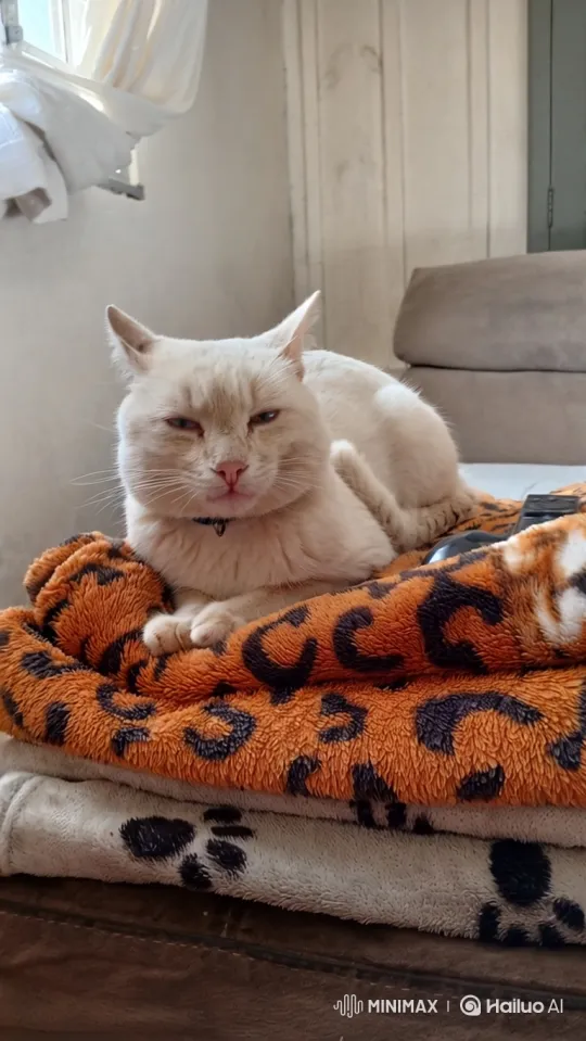 Cats' Tense Encounter on Blankets – AI Generated Video | Hailuo AI