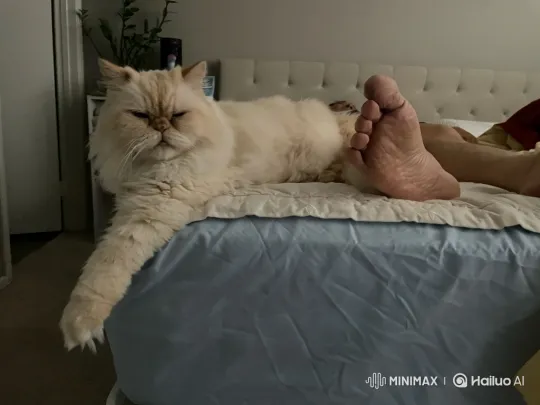 Grumpy Cat Sniffs, Disapproves of, and Swats Owner's Foot – AI Generated Video | Hailuo AI