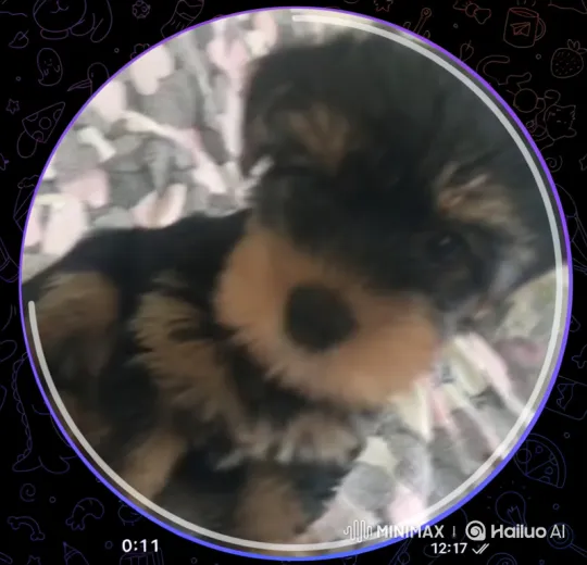 Puppy's Cosmic Adventure and Encounter with Aliens – AI Generated Video | Hailuo AI