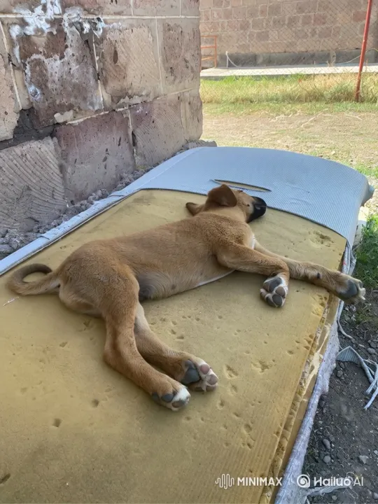 Sleeping Puppy in Sunlit Afternoon – AI Generated Video | Hailuo AI