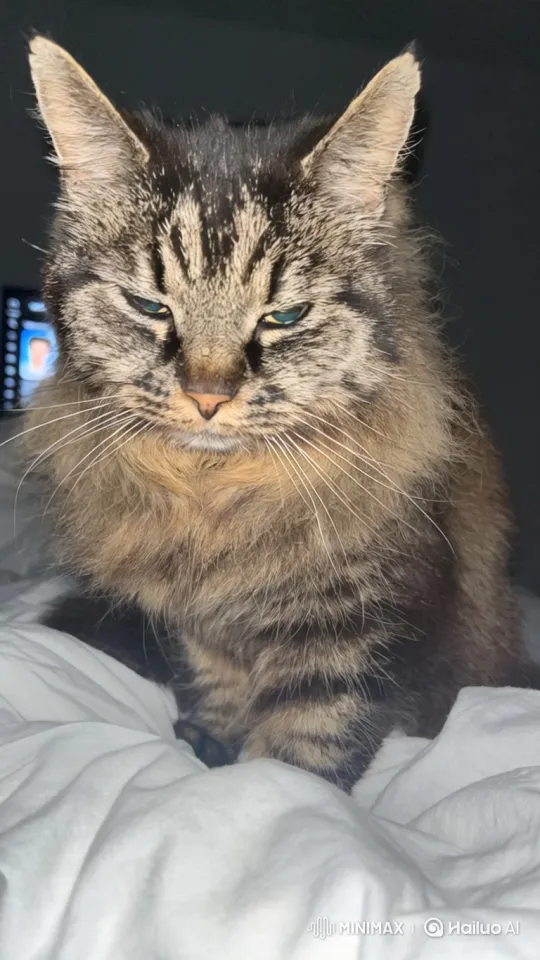 Tabby Cat Performs Graceful Backflips on Bed – AI Generated Video | Hailuo AI