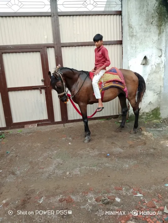 Prime Minister Modi Greeted by Boy on Horseback – AI Generated Video | Hailuo AI
