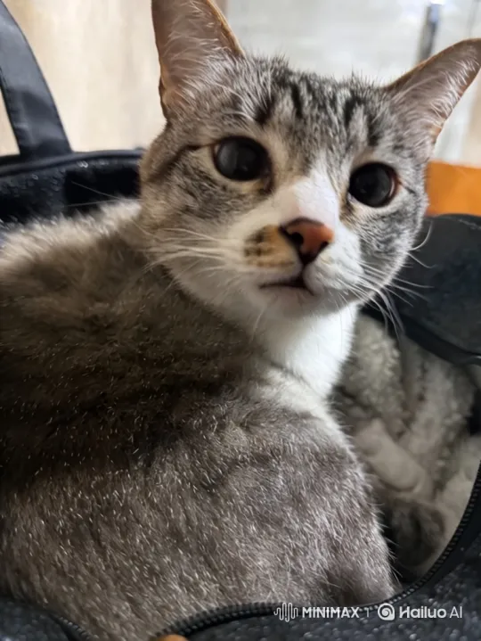 Charming Tabby Cat Mimics Meowing in Black Bag – AI Generated Video | Hailuo AI