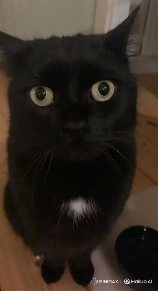 Black Cat Transforms and Rolls to Food Bowl – AI Generated Video | Hailuo AI