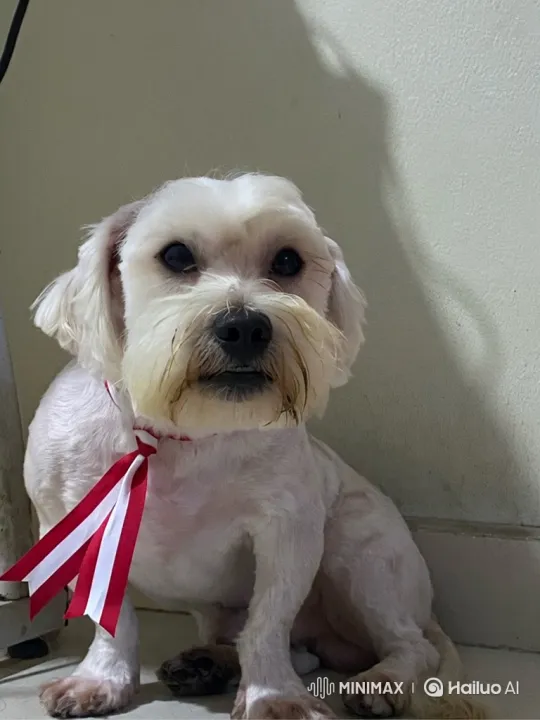 Calm Puppy with Striped Ribbon Gazing at Camera – AI Generated Video | Hailuo AI