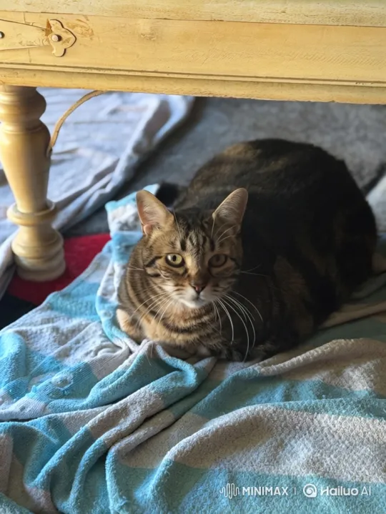 Flying Cat Levitates Under Wooden Table – AI Generated Video | Hailuo AI