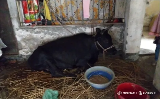 Young Bull's Playful Dance and Rest in Shelter – AI Generated Video | Hailuo AI